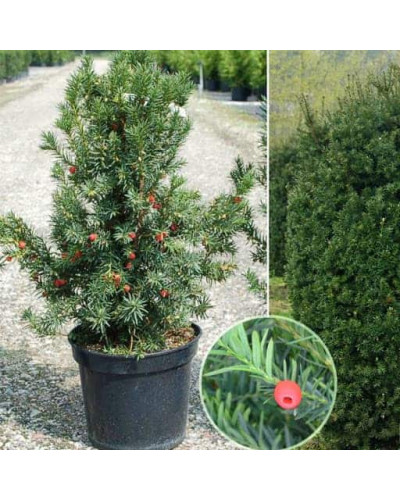 Тис середній Хіксії | Тис средний Хиксии | Taxus media Hicksii