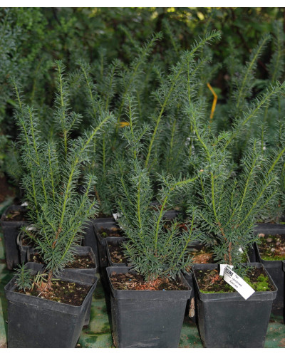 Тис середній Хіксії | Тис средний Хиксии | Taxus media Hicksii