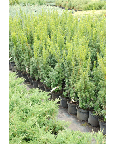 Тис середній Хіксії | Тис средний Хиксии | Taxus media Hicksii