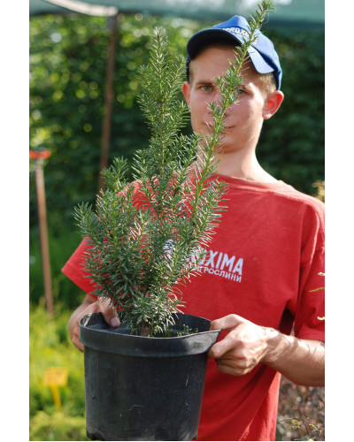 Тис середній Хіксії | Тис средний Хиксии | Taxus media Hicksii
