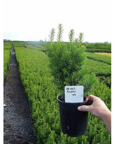 Тис середній Хіксії | Тис средний Хиксии | Taxus media Hicksii