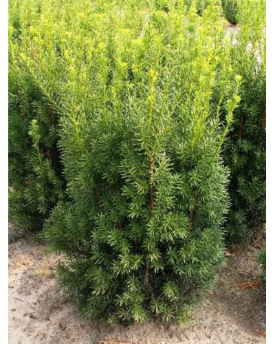 Тис середній Хіксії | Тис средний Хиксии | Taxus media Hicksii