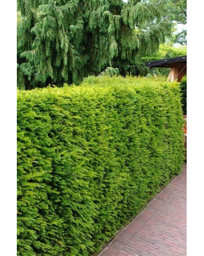 Тис середній Хіллі | Тис средний Хилли | Taxus media Hillii