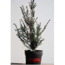 Тис середній Хіллі | Тис средний Хилли | Taxus media Hillii