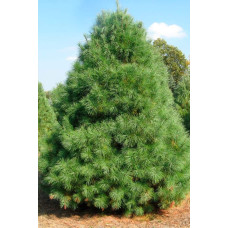 Сосна Веймутова | Pinus strobus | Сосна Веймутова