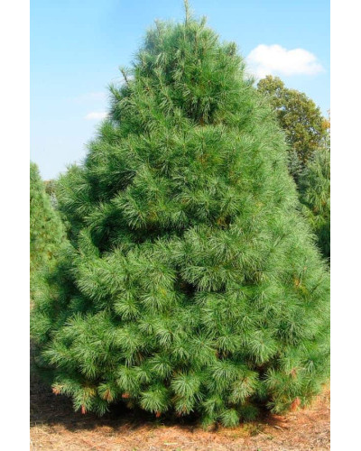 Сосна Веймутова | Pinus strobus | Сосна Веймутова