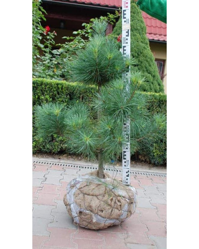 Сосна Веймутова | Pinus strobus | Сосна Веймутова