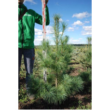Сосна Веймутова | Pinus strobus | Сосна Веймутова