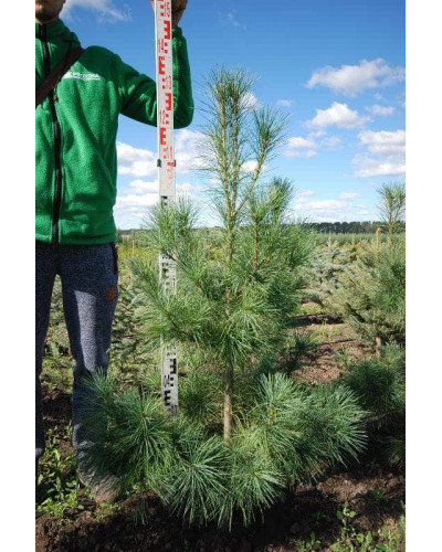 Сосна Веймутова | Pinus strobus | Сосна Веймутова