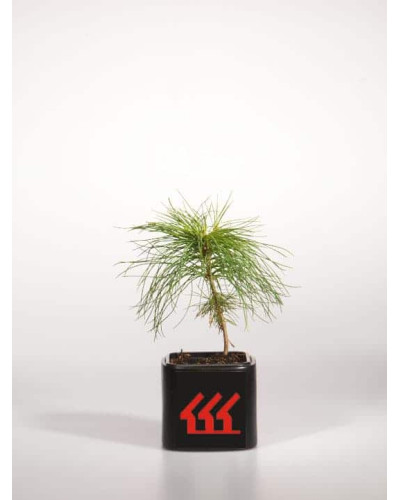 Сосна Веймутова | Pinus strobus | Сосна Веймутова