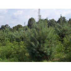 Сосна Веймутова | Pinus strobus | Сосна Веймутова