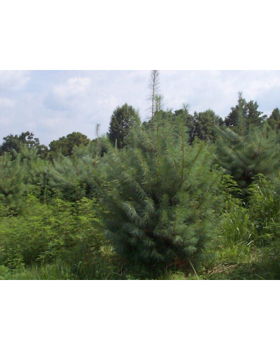 Сосна Веймутова | Pinus strobus | Сосна Веймутова