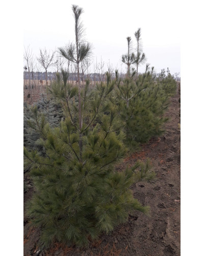 Сосна Веймутова | Pinus strobus | Сосна Веймутова