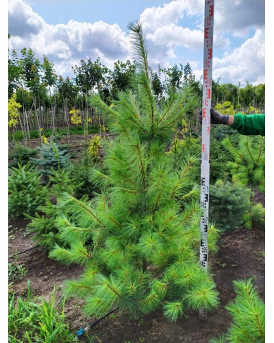 Сосна Веймутова | Pinus strobus | Сосна Веймутова