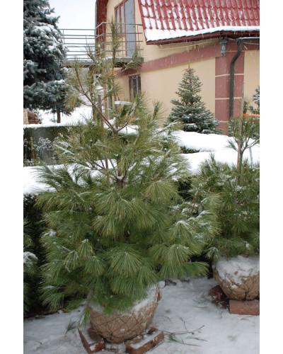 Сосна Веймутова | Pinus strobus | Сосна Веймутова