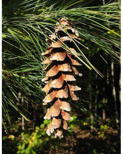 Сосна Веймутова | Pinus strobus | Сосна Веймутова