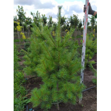 Сосна Веймутова | Pinus strobus | Сосна Веймутова