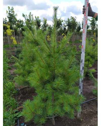 Сосна Веймутова | Pinus strobus | Сосна Веймутова