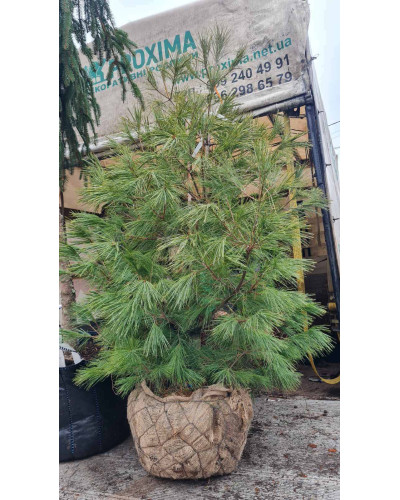 Сосна Веймутова | Pinus strobus | Сосна Веймутова