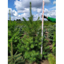Сосна Веймутова | Pinus strobus | Сосна Веймутова