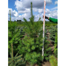 Сосна Веймутова | Pinus strobus | Сосна Веймутова