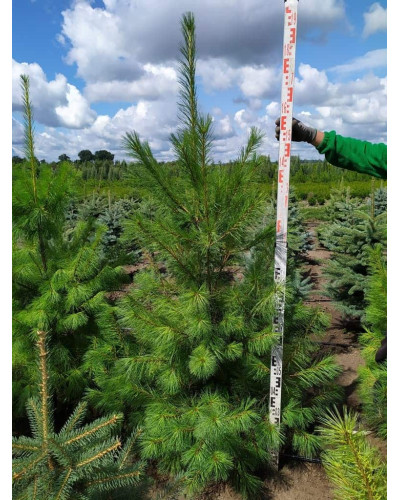 Сосна Веймутова | Pinus strobus | Сосна Веймутова