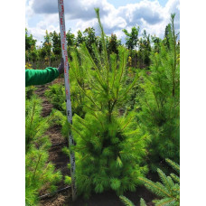 Сосна Веймутова | Pinus strobus | Сосна Веймутова