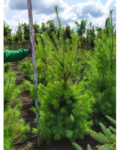 Сосна Веймутова | Pinus strobus | Сосна Веймутова