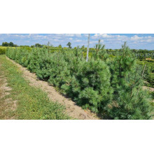 Сосна Веймутова | Pinus strobus | Сосна Веймутова