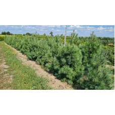 Сосна Веймутова | Pinus strobus | Сосна Веймутова