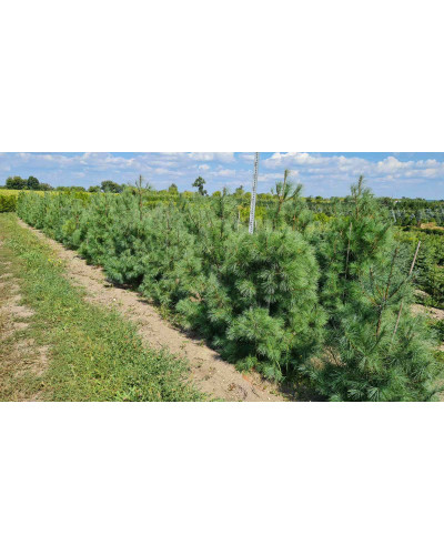 Сосна Веймутова | Pinus strobus | Сосна Веймутова