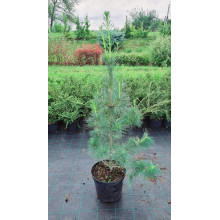 Сосна Веймутова | Pinus strobus | Сосна Веймутова