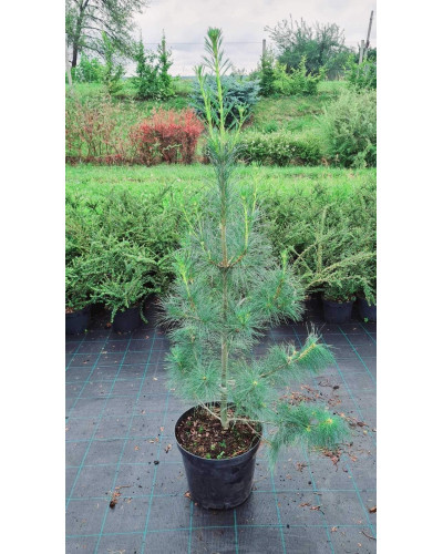 Сосна Веймутова | Pinus strobus | Сосна Веймутова