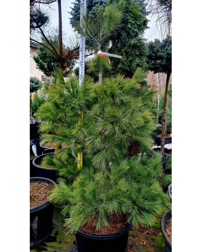 Сосна Веймутова | Pinus strobus | Сосна Веймутова