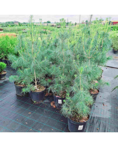 Сосна Веймутова | Pinus strobus | Сосна Веймутова