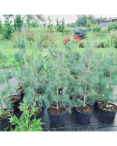 Сосна Веймутова | Pinus strobus | Сосна Веймутова