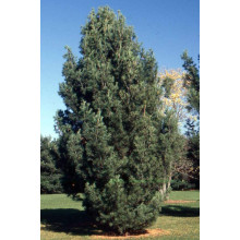 Сосна Веймутова Фастігіата | Сосна Веймутова Фастигиата | Pinus strobus Fastigiata