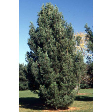 Сосна Веймутова Фастігіата | Сосна Веймутова Фастигиата | Pinus strobus Fastigiata