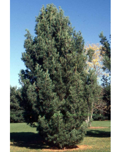 Сосна Веймутова Фастігіата | Сосна Веймутова Фастигиата | Pinus strobus Fastigiata