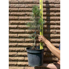 Сосна Веймутова Фастігіата | Сосна Веймутова Фастигиата | Pinus strobus Fastigiata