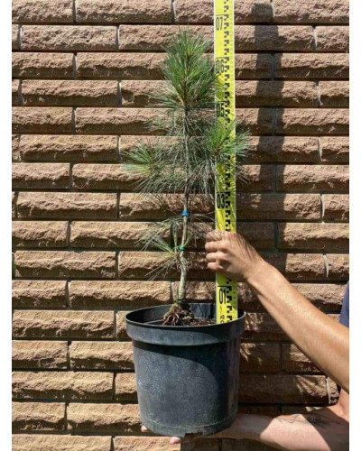 Сосна Веймутова Фастігіата | Сосна Веймутова Фастигиата | Pinus strobus Fastigiata