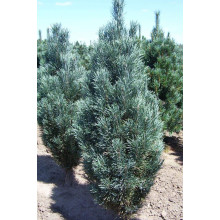 Сосна Веймутова Фастігіата | Сосна Веймутова Фастигиата | Pinus strobus Fastigiata