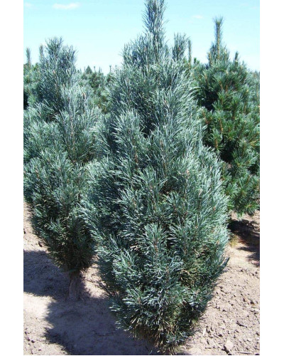 Сосна Веймутова Фастігіата | Сосна Веймутова Фастигиата | Pinus strobus Fastigiata