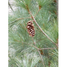 Сосна Веймутова Фастігіата | Сосна Веймутова Фастигиата | Pinus strobus Fastigiata