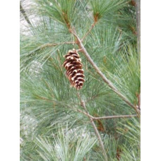 Сосна Веймутова Фастігіата | Сосна Веймутова Фастигиата | Pinus strobus Fastigiata