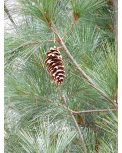 Сосна Веймутова Фастігіата | Сосна Веймутова Фастигиата | Pinus strobus Fastigiata