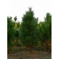 Сосна Веймутова Фастігіата | Сосна Веймутова Фастигиата | Pinus strobus Fastigiata
