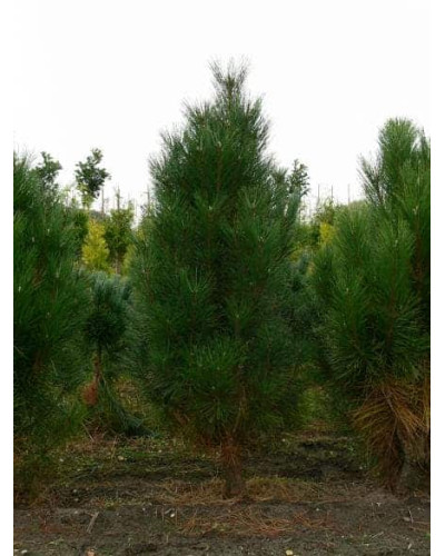 Сосна Веймутова Фастігіата | Сосна Веймутова Фастигиата | Pinus strobus Fastigiata