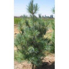 Сосна Веймутова Фастігіата | Сосна Веймутова Фастигиата | Pinus strobus Fastigiata