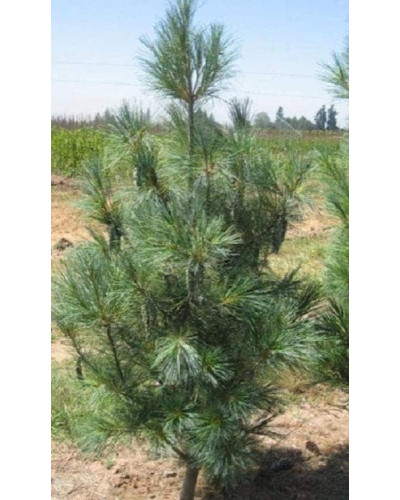 Сосна Веймутова Фастігіата | Сосна Веймутова Фастигиата | Pinus strobus Fastigiata